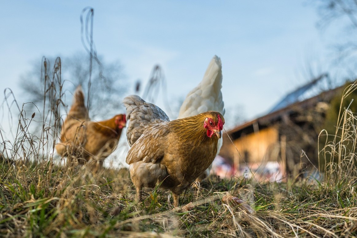 slepice ilustrační foto