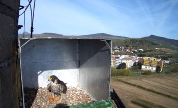 Na komíně litoměřické výtopny hnízdí sokoli stěhovaví