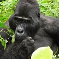 Uganda – perla Afriky – Tomáš Kravka / cestovatelská přednáška